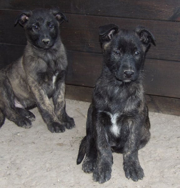 Way of Contines - Chiots disponibles - Berger hollandais