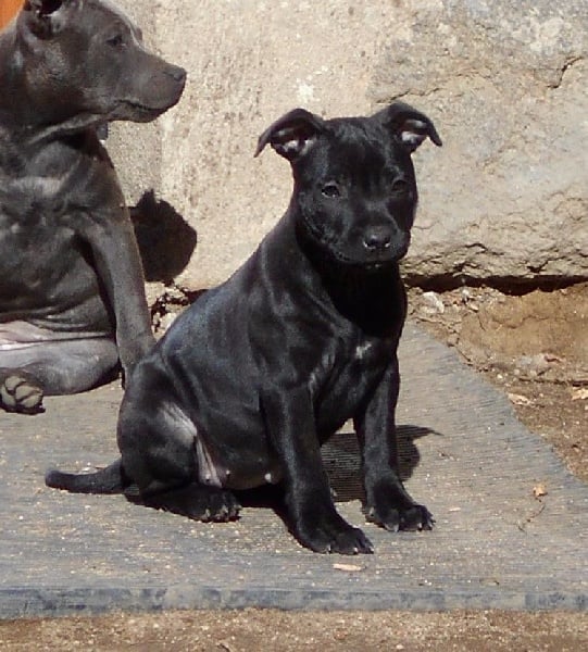 Way of Contines - Chiots disponibles - Staffordshire Bull Terrier