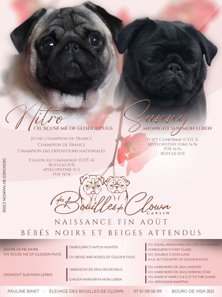 Des Bouilles De Clown - Chiots disponibles 