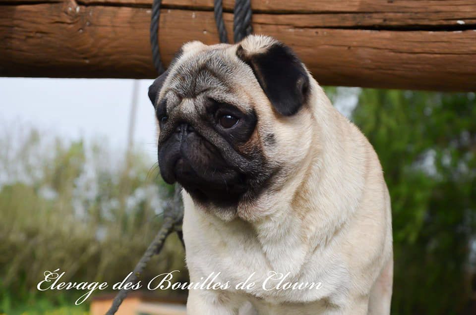 Des Bouilles De Clown - Xcuse Me of Golden Pug bientot 2 ans 