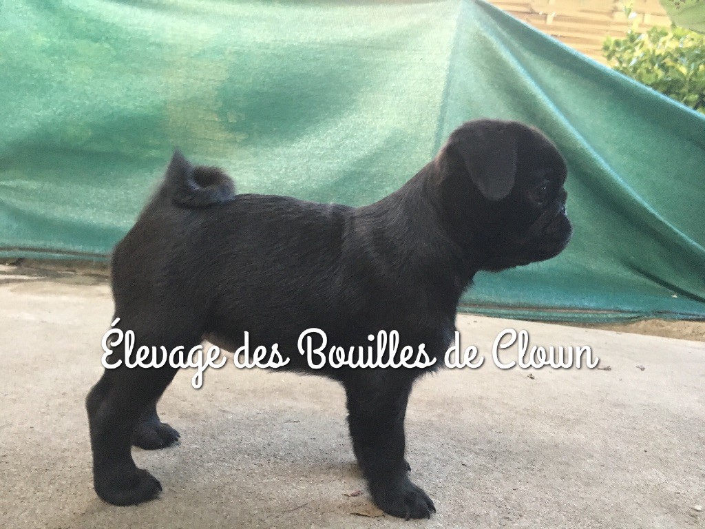 Des Bouilles De Clown - Noumea Island des Bouilles de Clown 