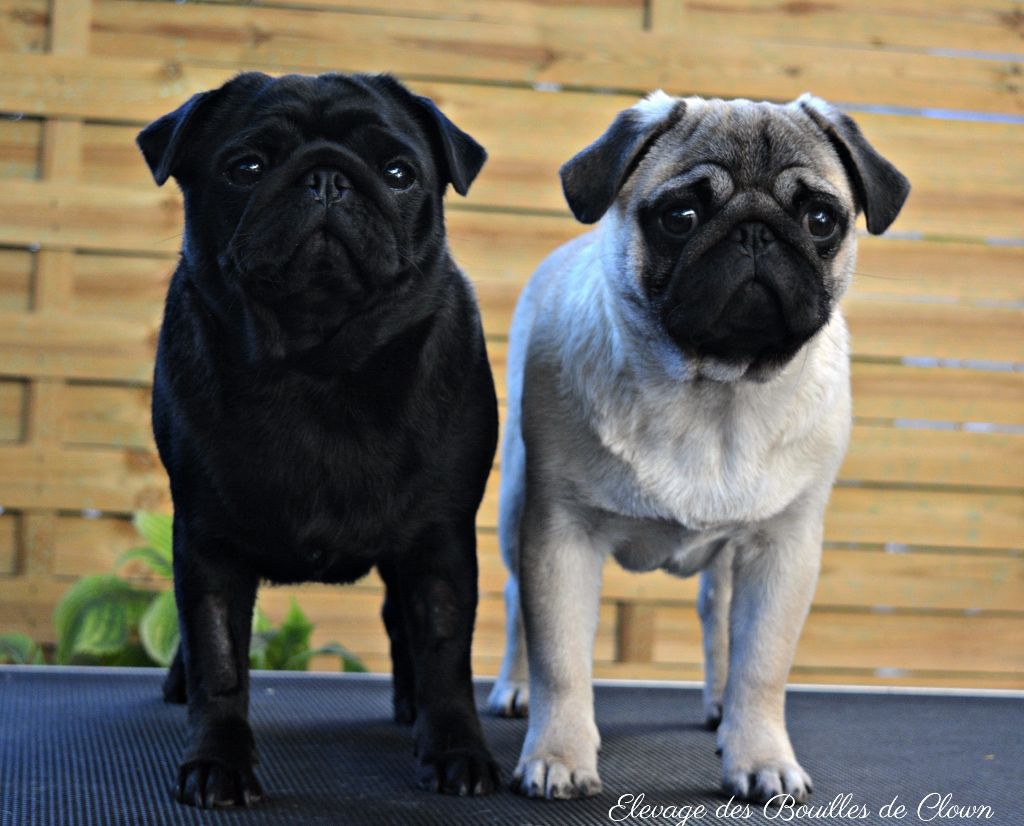 Des Bouilles De Clown - Mystique Raven de la Schumeraie et Xcuse Me of Golden Pugs