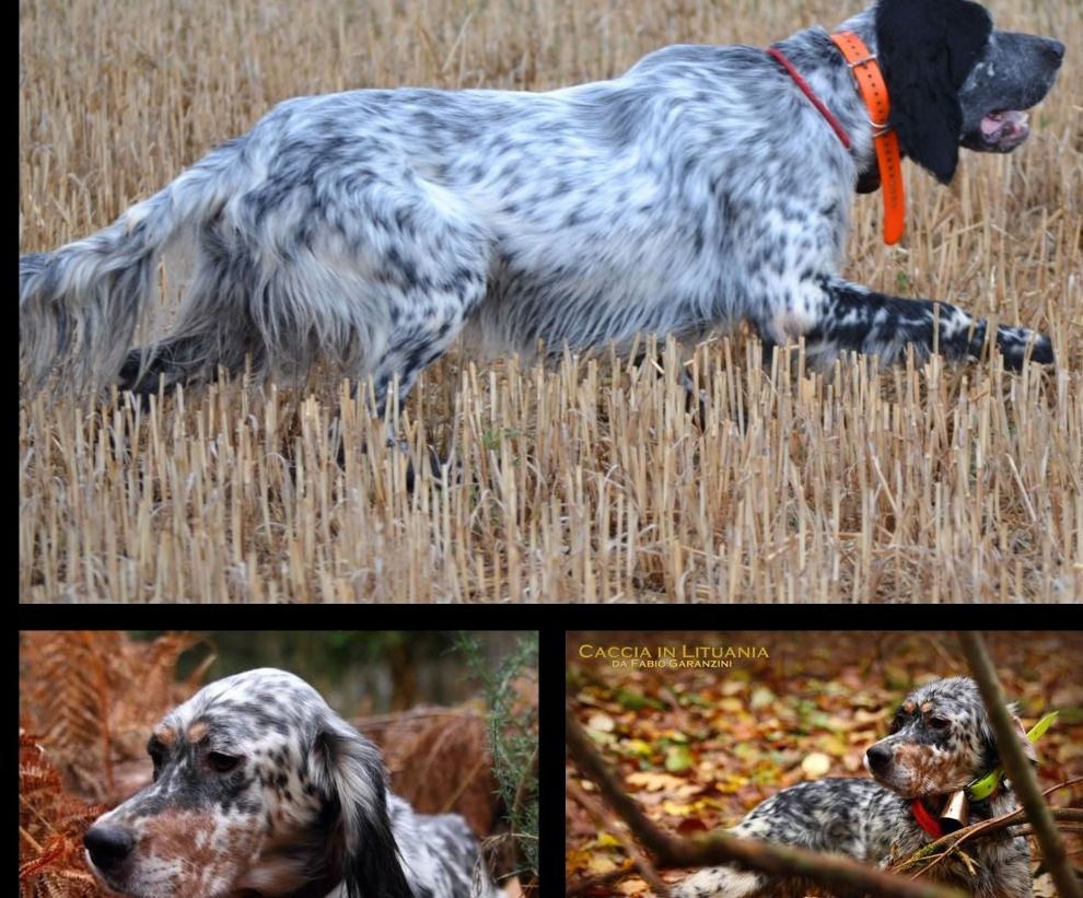 Chiot Setter Anglais Des Miroirs De Haute Sève