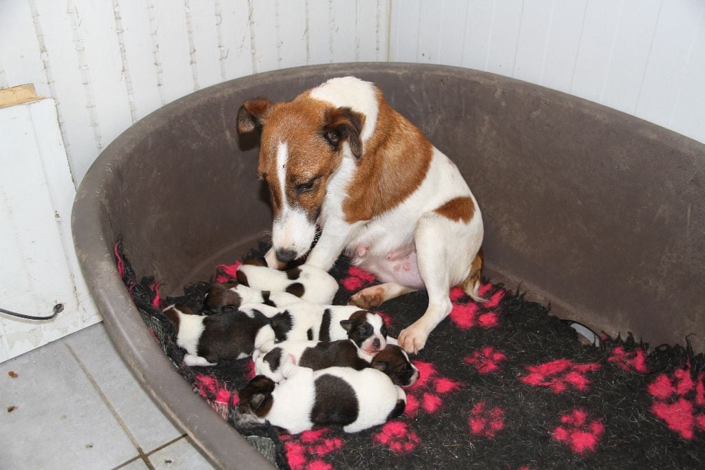 Des Crocs D'or De Pré - Fox Terrier Poil lisse - Portée née le 19/07/2021