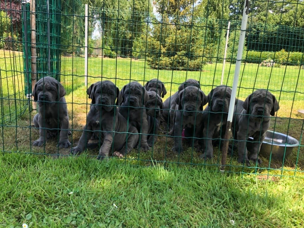 Chiot Dogue allemand Des Terres De Romandor