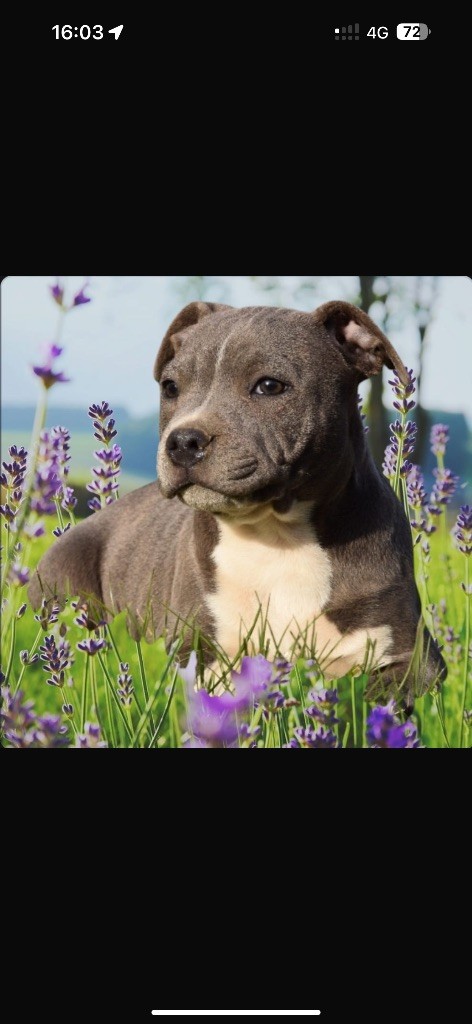 Du Royaume De Funtana - Chiots disponibles - Staffordshire Bull Terrier