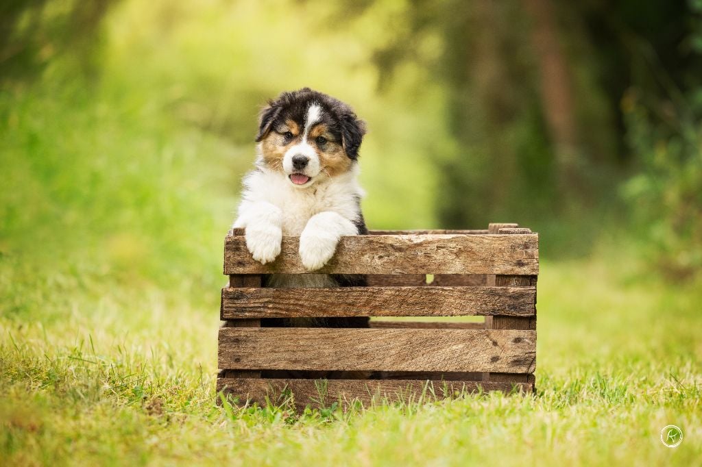 Ever Haling - Chiots disponibles - Berger Australien