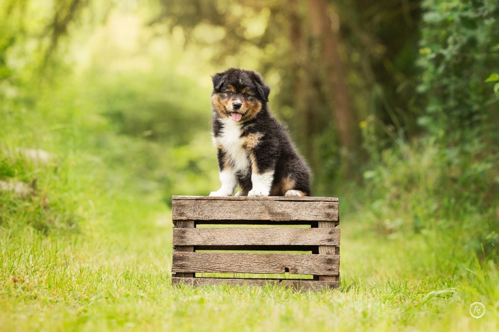 Ever Haling - Chiots disponibles - Berger Australien