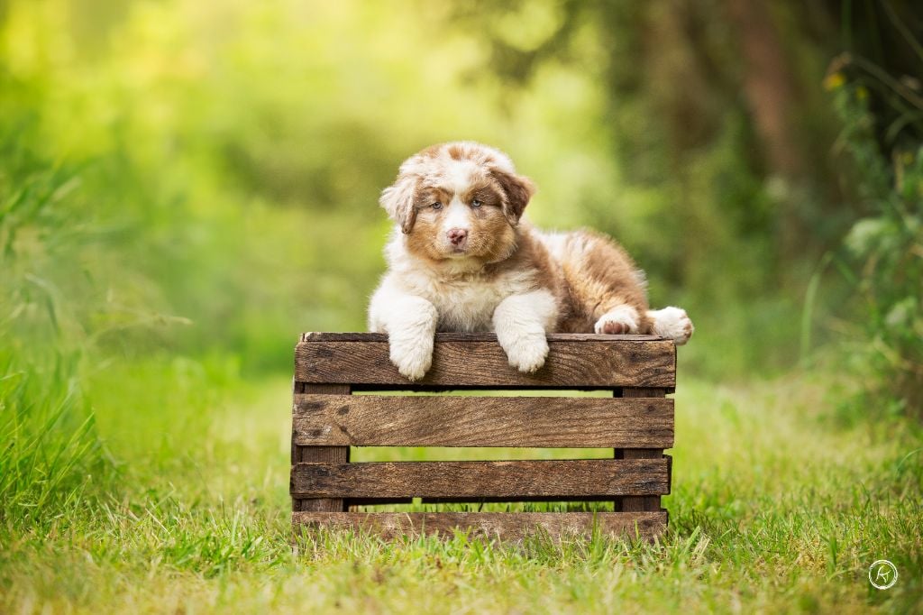 Ever Haling - Chiots disponibles - Berger Australien