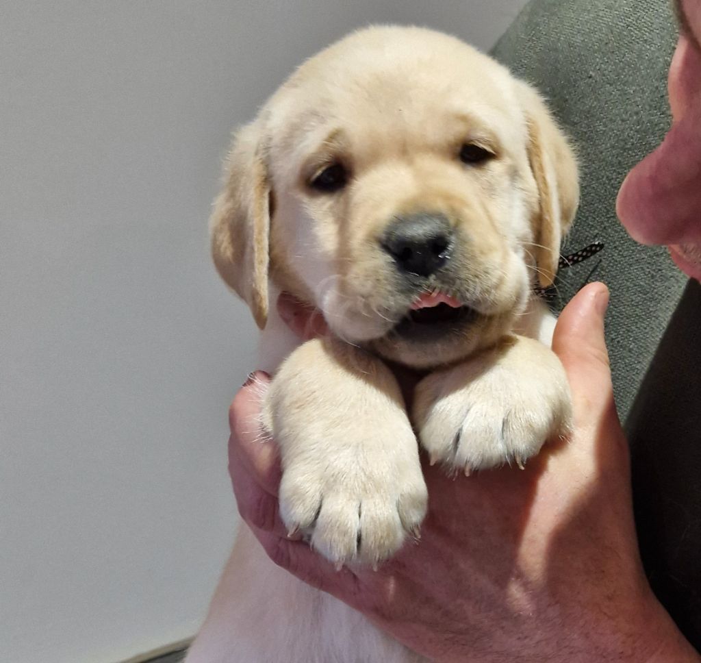 Du Domaine De La Sauvagine - Magnifiques chiots Labrador sables LOF à réserver en Normandie (14)