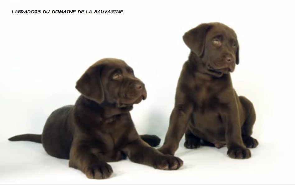 Du Domaine De La Sauvagine - Magnifiques chiots Labrador chocolats en Normandie ( lisieux14)