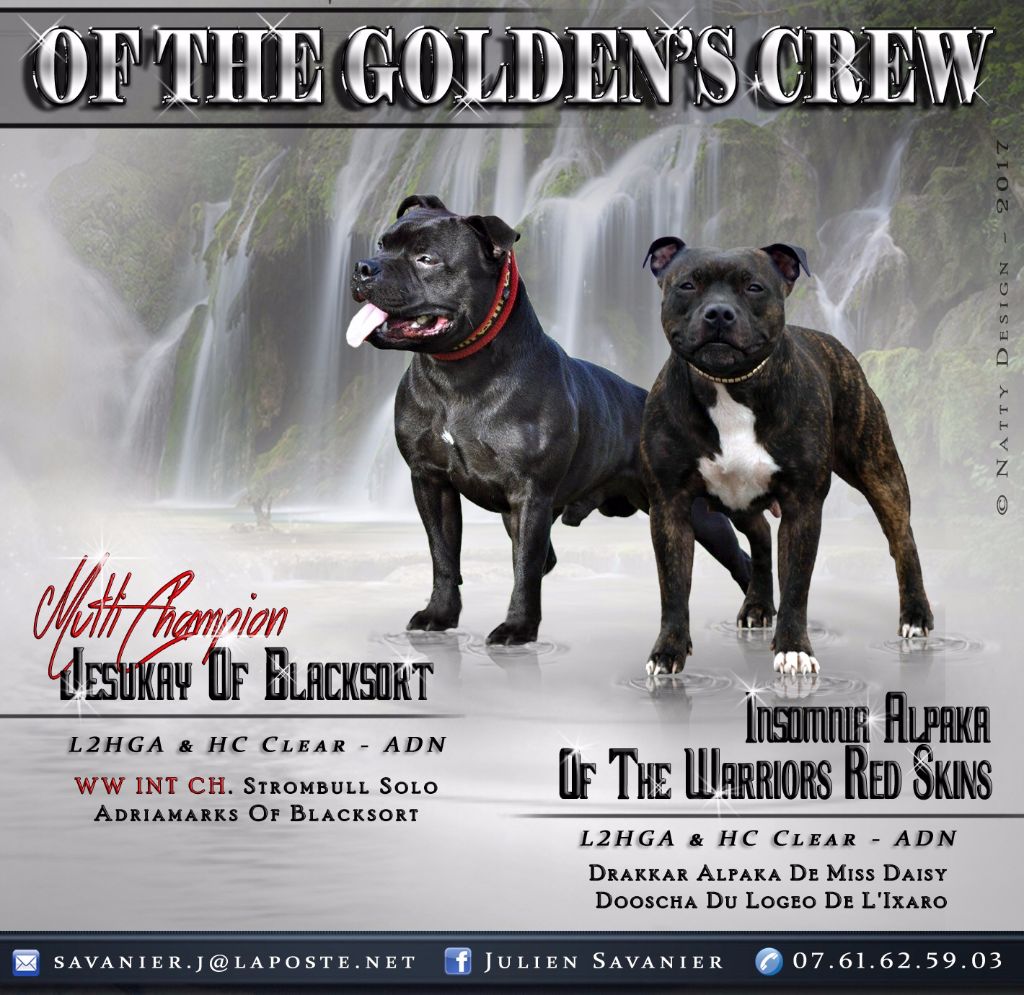 Of The Golden's Crew - Staffordshire Bull Terrier - Portée née le 30/09/2017