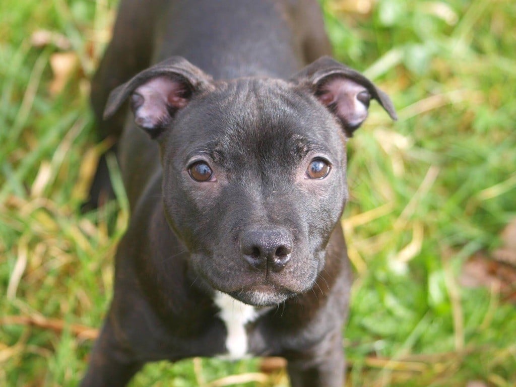 Of The Golden's Crew - Chiots disponibles - Staffordshire Bull Terrier