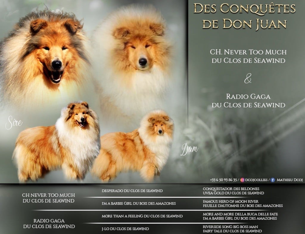 Des Conquêtes De Don Juan - Chiots disponibles