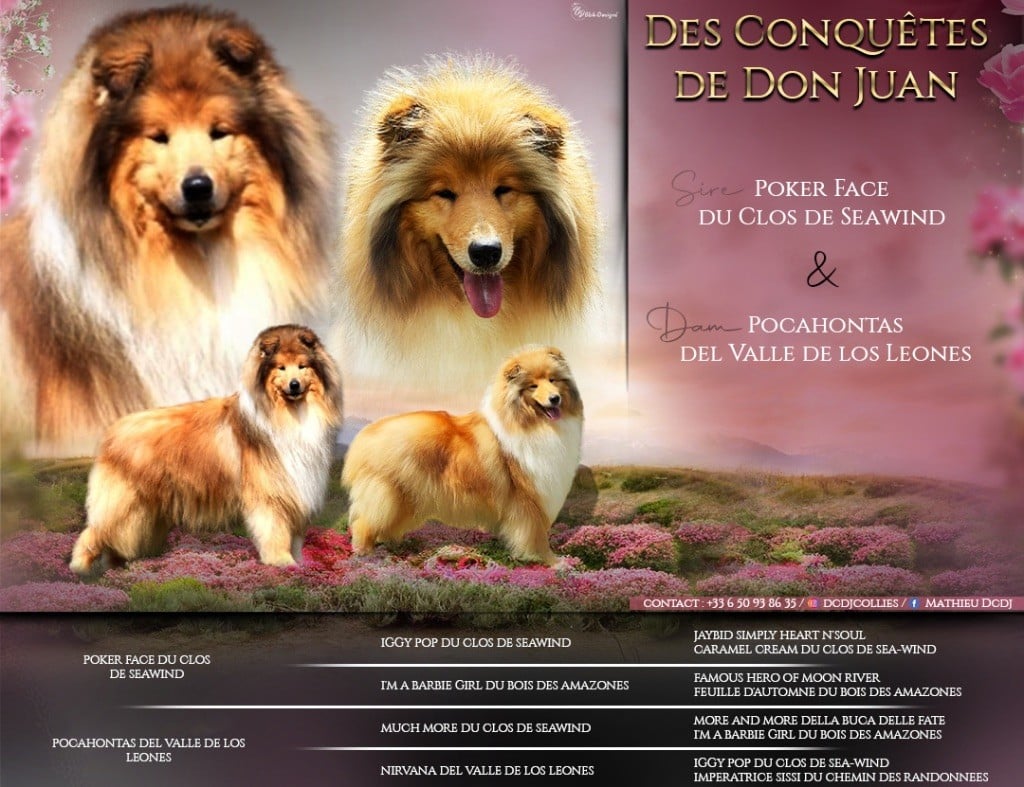 Des Conquêtes De Don Juan - Chiots attendus 