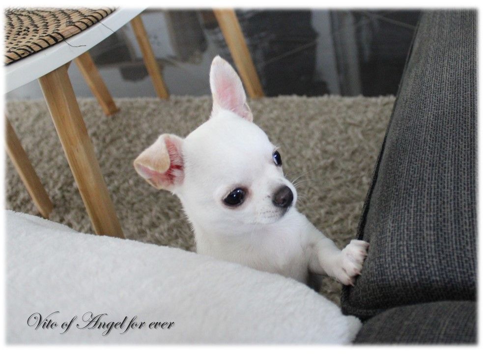 Of Angel For Ever - Chiots disponibles - Chihuahua