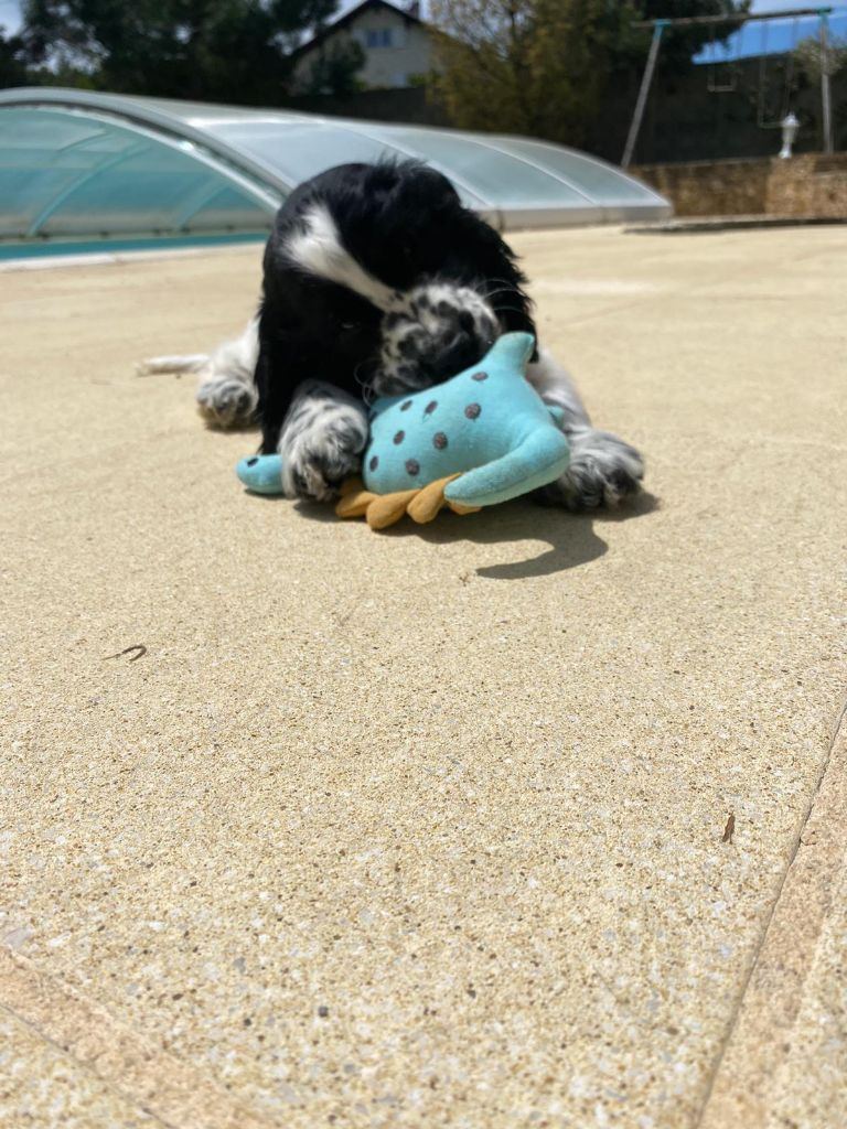 Des Doux Rêves D'Abby - Sunny très occupée...