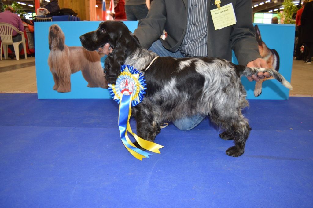 Des Doux Rêves D'Abby - Paris dog show...12/01/19