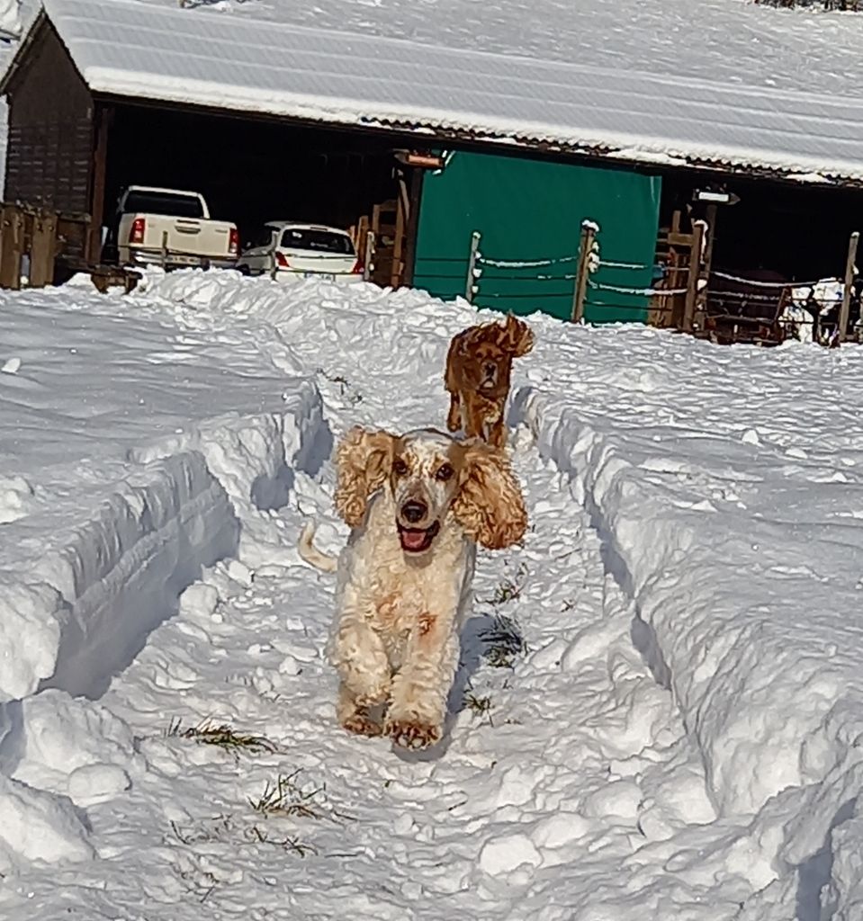 Des Doux Rêves D'Abby - De la neige pour Milka