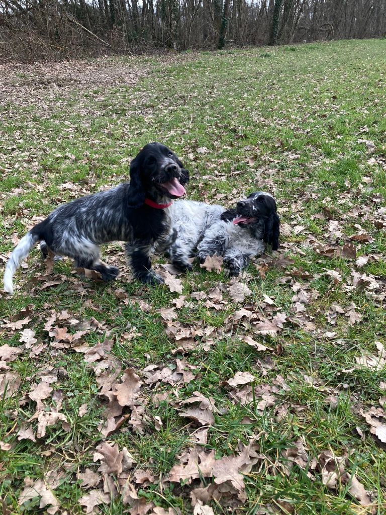 Des Doux Rêves D'Abby - Ricochet et Rosie (Suki) les retrouvailles...