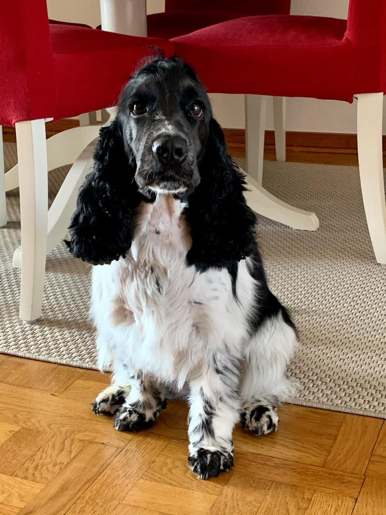 Des Doux Rêves D'Abby - Punkie a été chez le coiffeur....