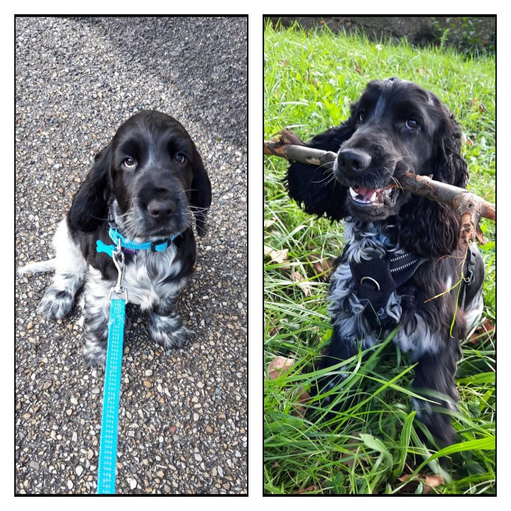 Des Doux Rêves D'Abby - Rudy a bien grandit...