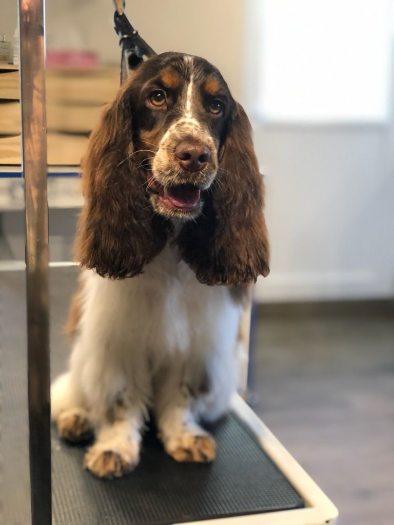 Des Doux Rêves D'Abby - Patty après toilettage elle aussi toute mimi, 