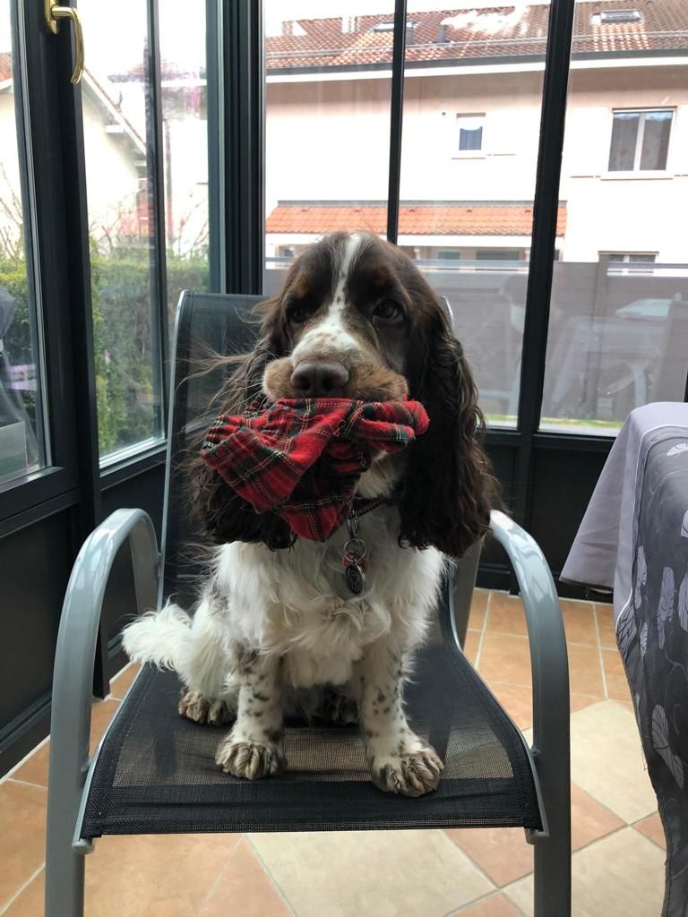 Des Doux Rêves D'Abby - Pepper réclame sa sortie