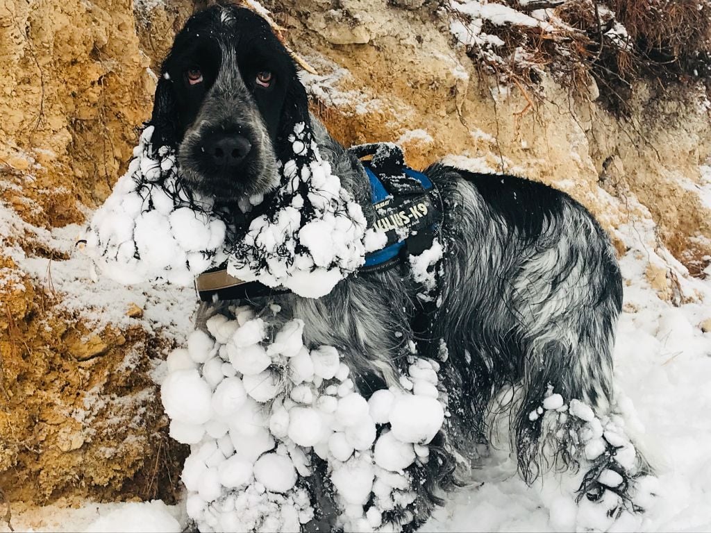 Des Doux Rêves D'Abby - Moon blue aime la neige..?