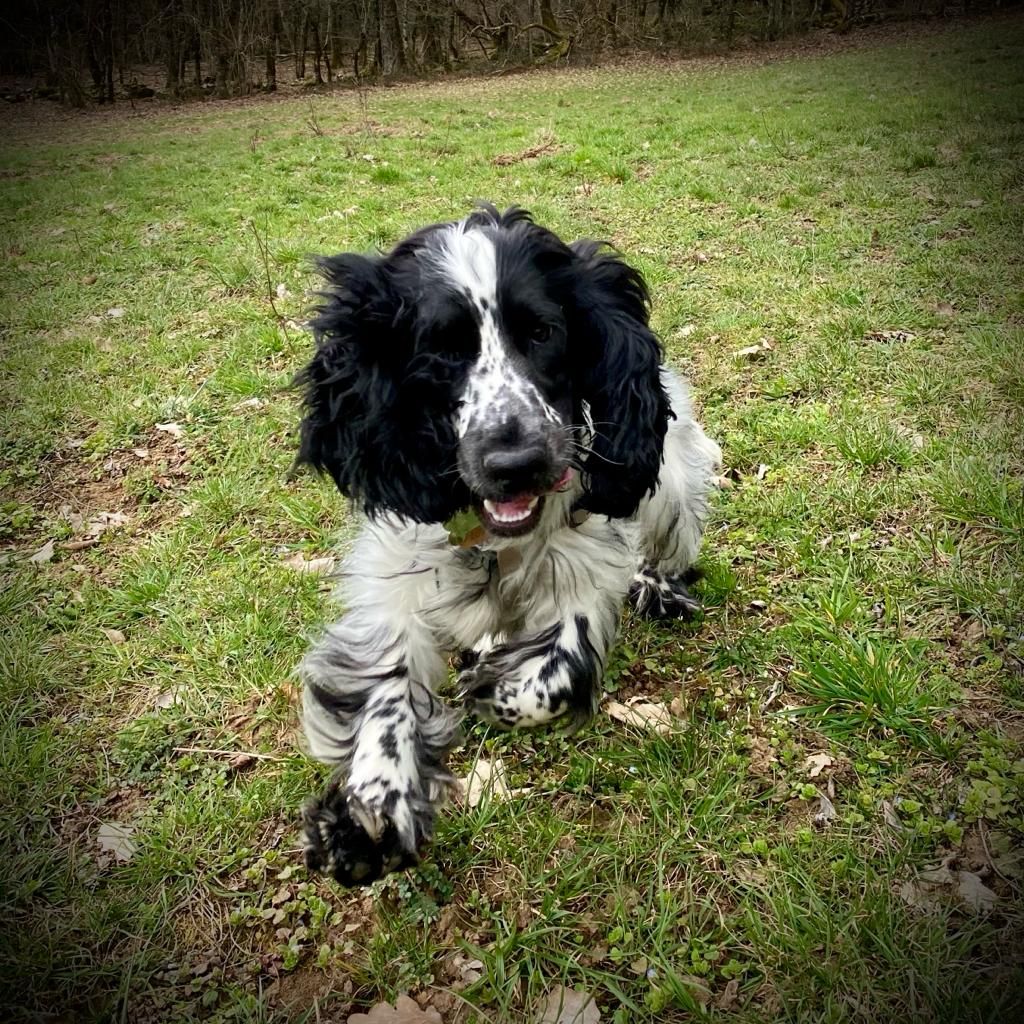 Des Doux Rêves D'Abby - Réo en pleine action