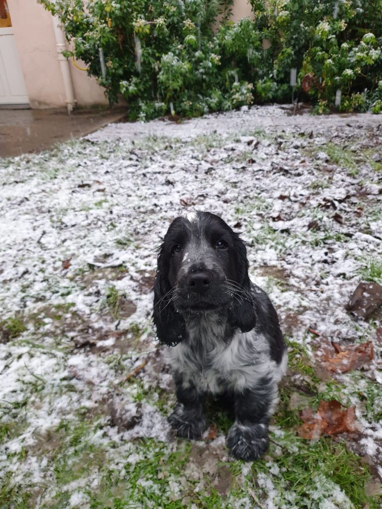 Des Doux Rêves D'Abby - R'billie blue découvre la neige