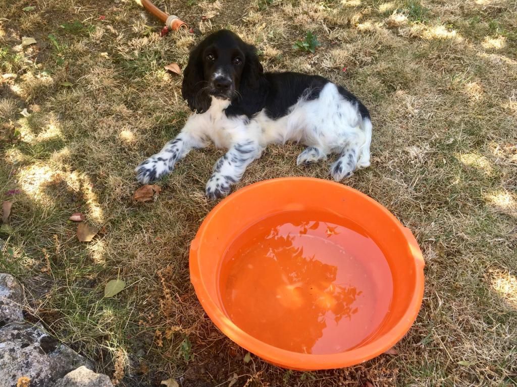 Des Doux Rêves D'Abby - Punkie en vacances....