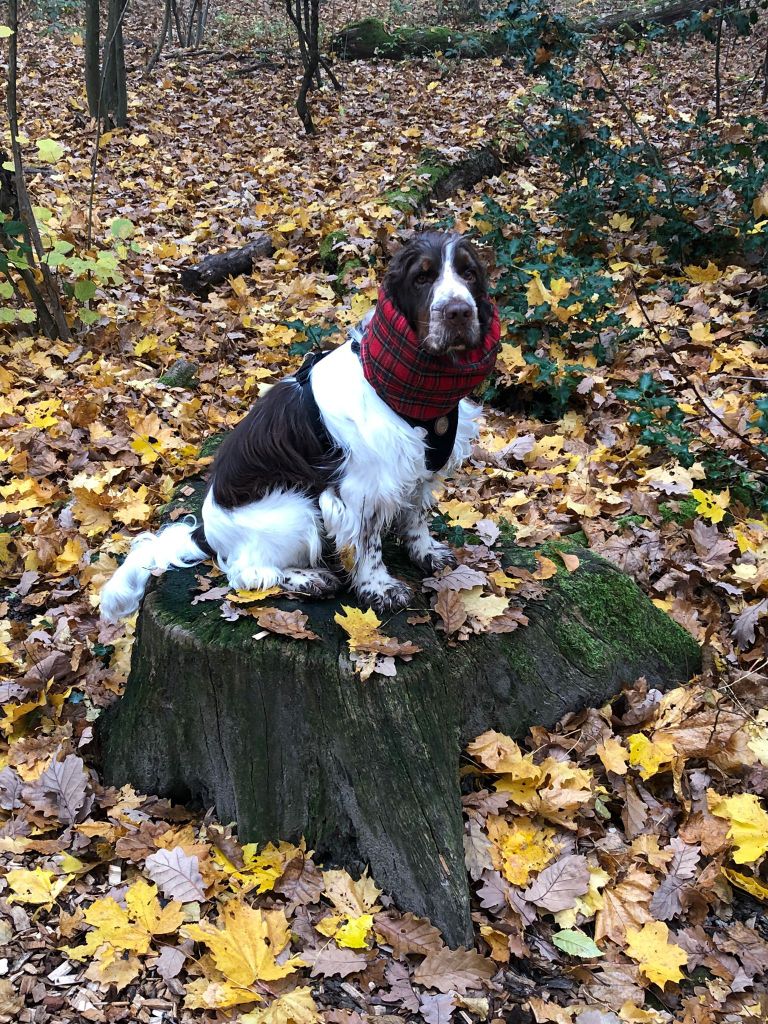 Des Doux Rêves D'Abby - Pepper le beau gosse