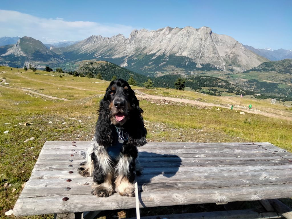 Des Doux Rêves D'Abby - Oscar (ddra) à la montagne