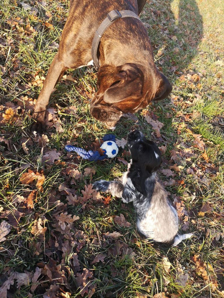 Des Doux Rêves D'Abby - Rosie avec son nouveau copain....