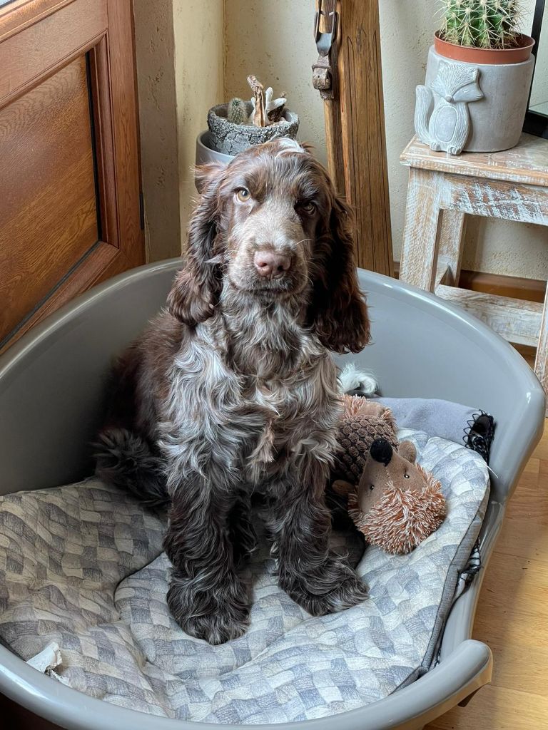 Des Doux Rêves D'Abby - Shelby semble très sage....