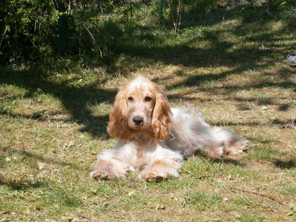 Des Doux Rêves D'Abby - miss caramel