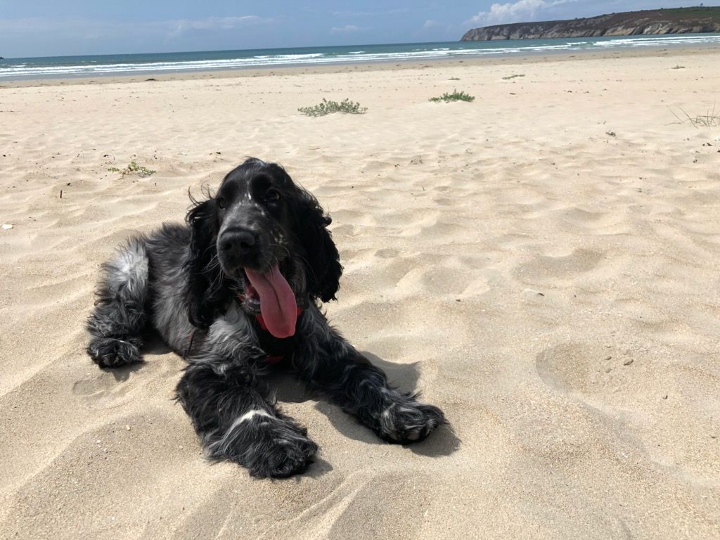 Des Doux Rêves D'Abby - Pastaga en vacances en Bretagne