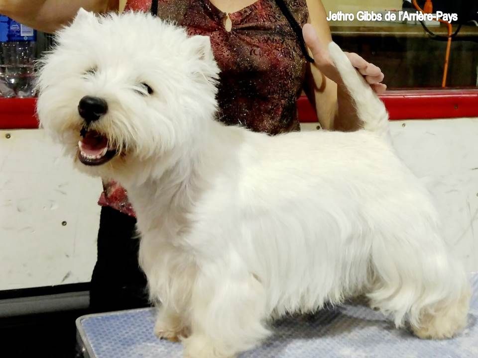 Westies de l'Arrière-Pays - Nouvelles portées pour 2017