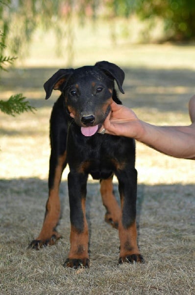 Guardians Of The Hope - Chiots disponibles - Berger de Beauce