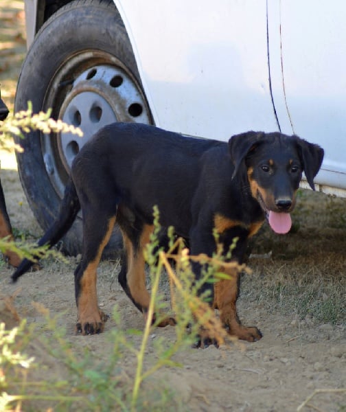 Guardians Of The Hope - Chiots disponibles - Berger de Beauce