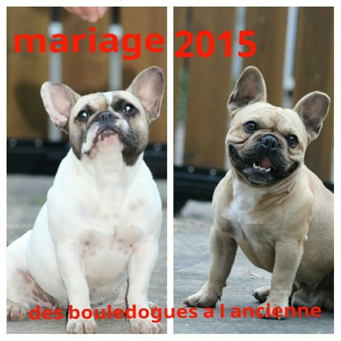 Des Bouledogues A L'Ancienne - nouveau mariage