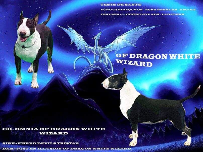 Of Dragon White Wizard - Gandga