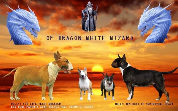 Of Dragon White Wizard - Naissances des minis hook-Hiro