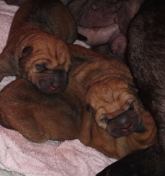 Chiot Shar Pei De Shapeirlipopette