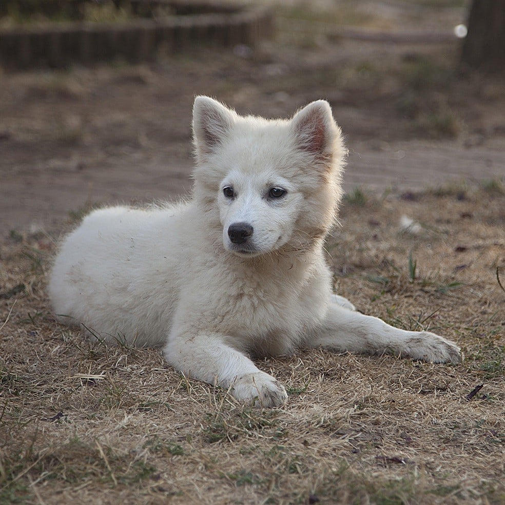 du Domaine de Tangusko - Chien finnois de Laponie - Portée née le 23/04/2018