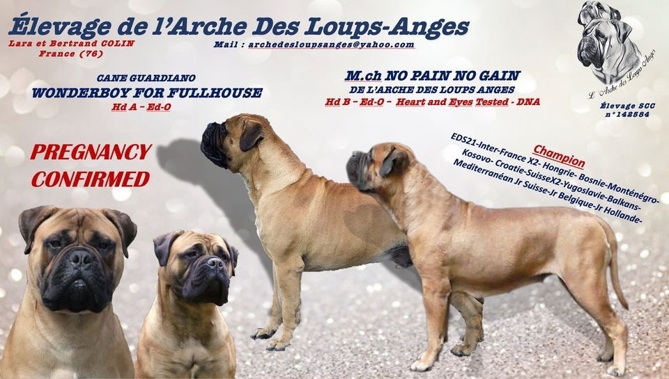 De L'Arche Des Loups Anges - Les bébés sont nés le 6 mars.