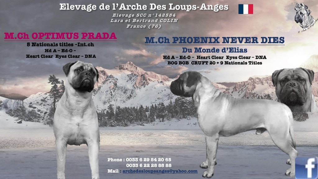 De L'Arche Des Loups Anges - Bullmastiff - Portée née le 03/12/2022