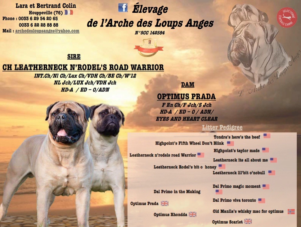 De L'Arche Des Loups Anges - Bullmastiff - Portée née le 17/08/2019