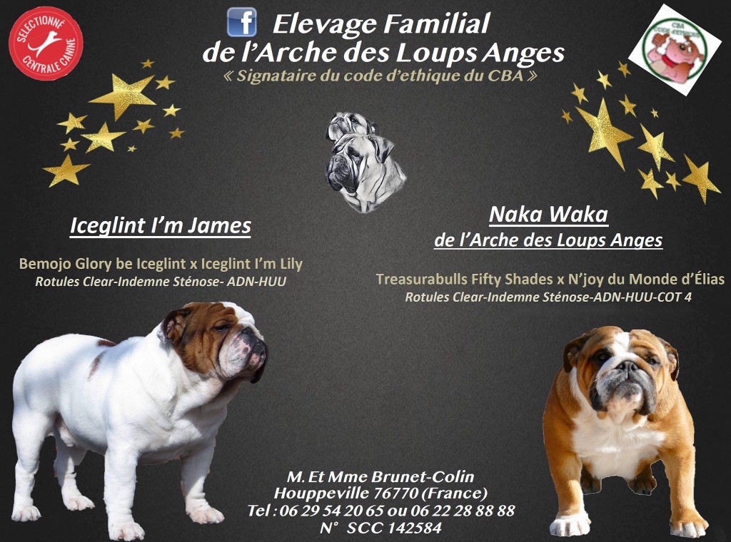 De L'Arche Des Loups Anges - Bulldog Anglais - Portée née le 11/05/2019